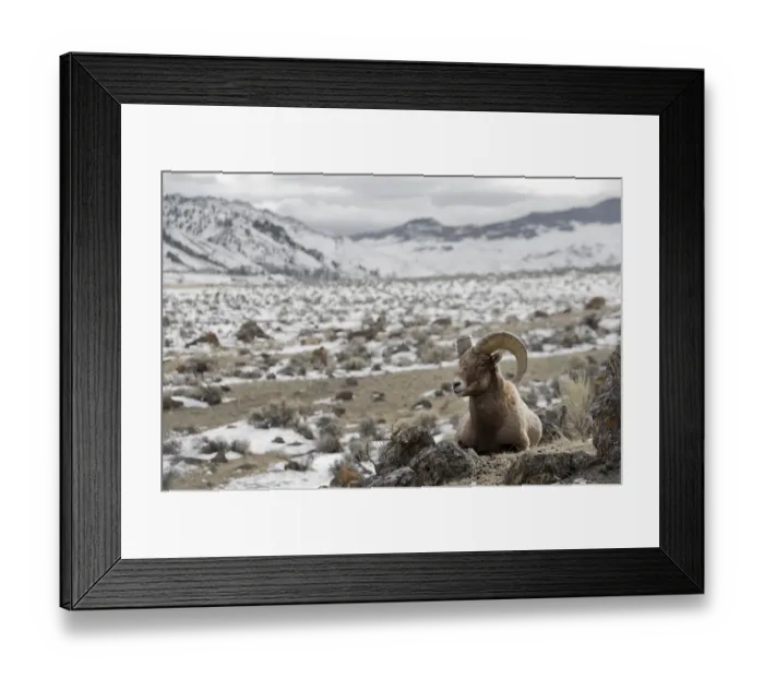 Framed Print : Bighorn Sheep (Ovis canadensis) on the hillside, ruminating, Yellowstone National Park Framed Print : Bighorn Sheep (Ovis canadensis) on the hillside, ruminating, Yellowstone National Park
