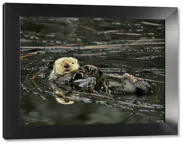 Sea otter (Enhydra lutris) floating on its back at surface among kelp, Alaska, USA