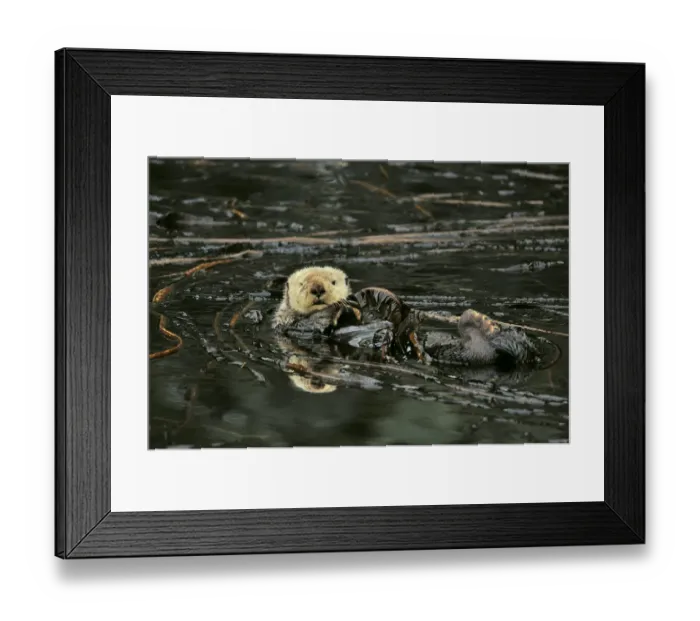 Framed Print : Sea otter (Enhydra lutris) floating on its back at surface among kelp, Alaska, USA Framed Print : Sea otter (Enhydra lutris) floating on its back at surface among kelp, Alaska, USA