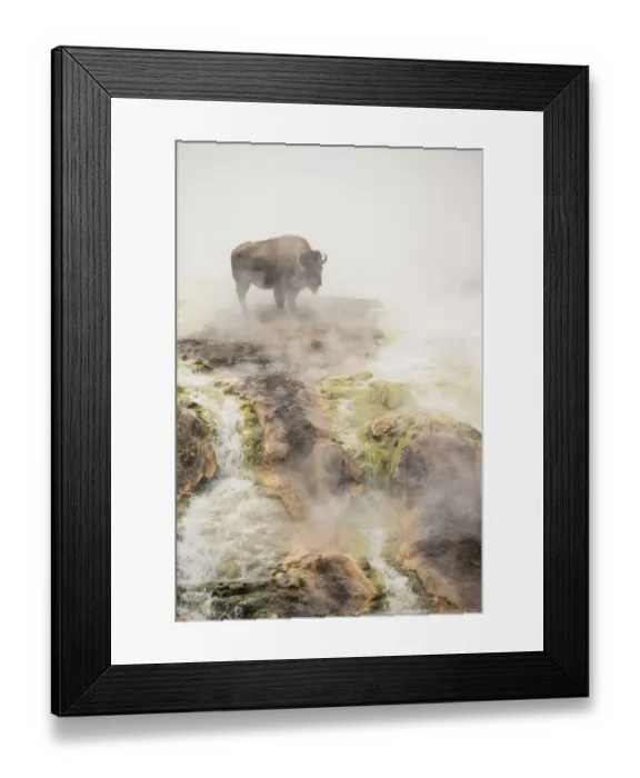 Framed Print : Bison (Bison bison) standing in geothermal run-off in winter, Yellowstone National Park Framed Print : Bison (Bison bison) standing in geothermal run-off in winter, Yellowstone National Park