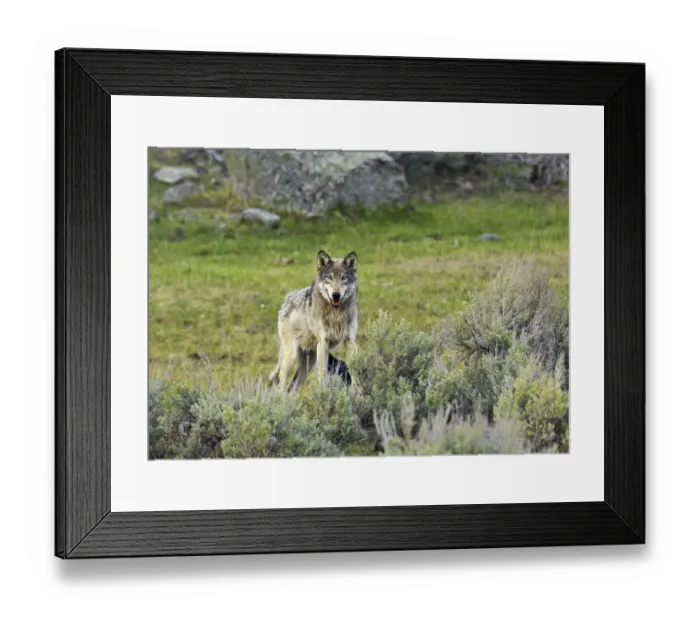 Framed Print : Grey Wolf (Canis lupus) Yellowstone National Park, Wyoming, USA, May Framed Print : Grey Wolf (Canis lupus) Yellowstone National Park, Wyoming, USA, May