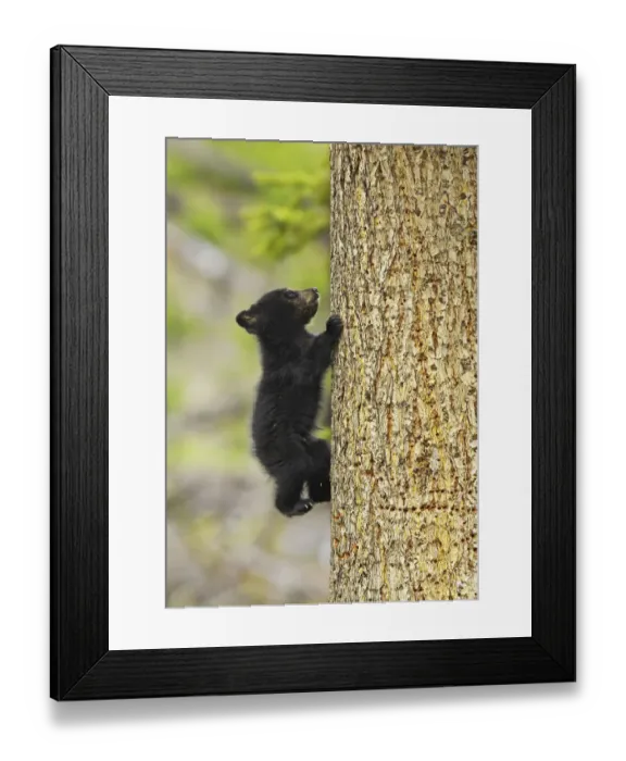 Framed Print : Cinnamon bear, subspecies of black bear (Ursus americanus cinnamomum) cub climbing tree Framed Print : Cinnamon bear, subspecies of black bear (Ursus americanus cinnamomum) cub climbing tree
