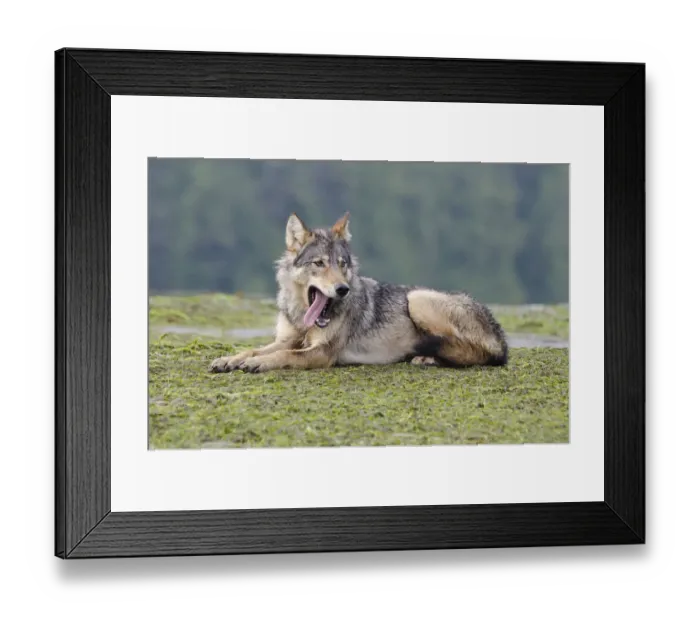 Framed Print : Vancouver Island Grey wolf (Canis lupus crassodon) alpha female yawning, Vancouver Island Framed Print : Vancouver Island Grey wolf (Canis lupus crassodon) alpha female yawning, Vancouver Island