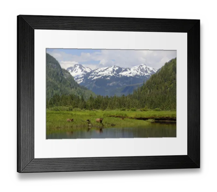 Framed Print : Scenic view of Grizzly bears (Ursus arctos horribilis) with mountains of the Kitimat range Framed Print : Scenic view of Grizzly bears (Ursus arctos horribilis) with mountains of the Kitimat range
