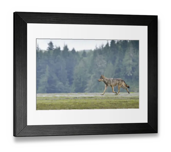 Framed Print : Vancouver Island Grey wolf (Canis lupus crassodon) in habitat, Vancouver Island, British Columbia Framed Print : Vancouver Island Grey wolf (Canis lupus crassodon) in habitat, Vancouver Island, British Columbia