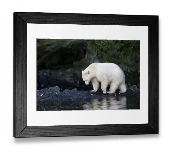 Framed Print : Kermode Bear (Ursus americanus kermodei) walking near a salmon stream in the early evening hours Framed Print : Kermode Bear (Ursus americanus kermodei) walking near a salmon stream in the early evening hours