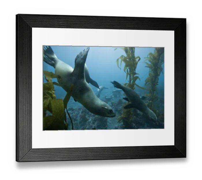 Framed Print : Group of California sea lions (Zalophus californianus) in a kelp forest (Macrocystis pyrifera) Framed Print : Group of California sea lions (Zalophus californianus) in a kelp forest (Macrocystis pyrifera)