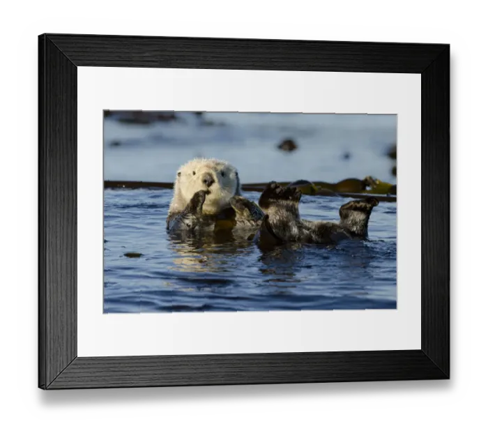 Framed Print : Northern sea otter (Enhydra lutris kenyoni) floating amongst bull kelp, Vancouver Island Framed Print : Northern sea otter (Enhydra lutris kenyoni) floating amongst bull kelp, Vancouver Island