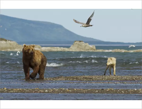 Grizzly bear (Ursus arctos horribilis) and Grey wolf (Canis lupus) on beach, Katmai National Park