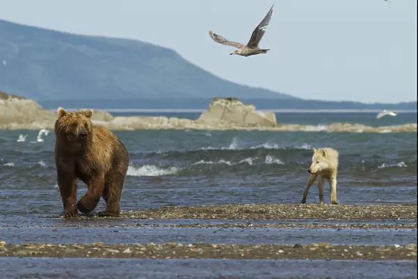 Grizzly bear (Ursus arctos horribilis) and Grey wolf (Canis lupus) on beach, Katmai National Park