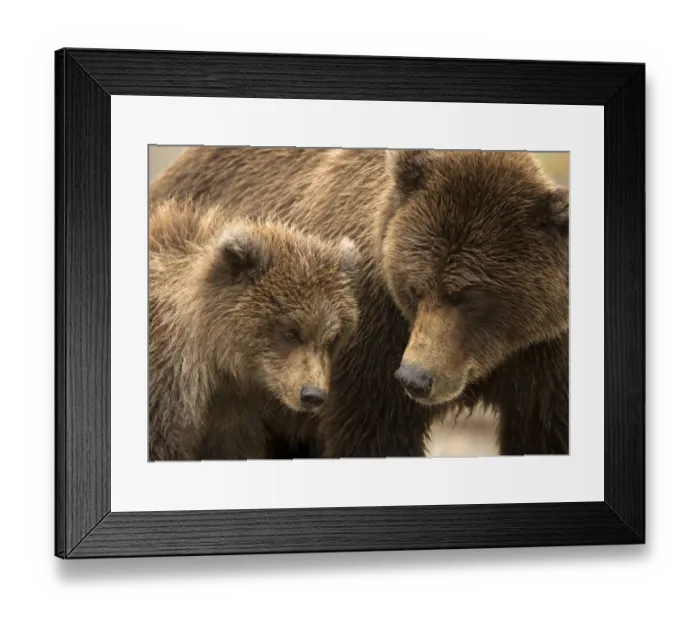 Framed Print : Coastal brown bear (Ursus arctos) and cub, Lake Clarke National Park, Alaska, September Framed Print : Coastal brown bear (Ursus arctos) and cub, Lake Clarke National Park, Alaska, September