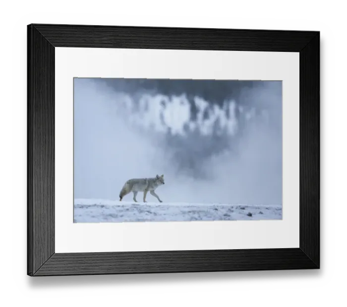 Framed Print : Coyote (Canis latrans) in wintry landscape, Yellowstone National Park, USA, February Framed Print : Coyote (Canis latrans) in wintry landscape, Yellowstone National Park, USA, February
