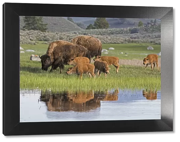 American Buffalo or Bison (Bison bison) group with calves, Yellowstone National Park