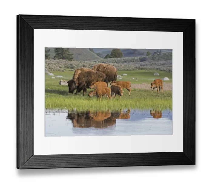 Framed Print : American Buffalo or Bison (Bison bison) group with calves, Yellowstone National Park Framed Print : American Buffalo or Bison (Bison bison) group with calves, Yellowstone National Park