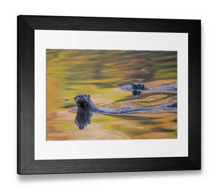 Framed Print : North American river otter (Lontra canadensis) two in water with autumnal trees reflected