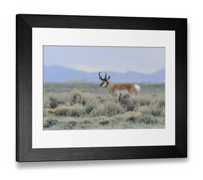 Framed Print : Pronghorn (Antilocapra americana) on the Pinedale Mesa Anticline. Sublette County, Wyoming, USA Framed Print : Pronghorn (Antilocapra americana) on the Pinedale Mesa Anticline. Sublette County, Wyoming, USA