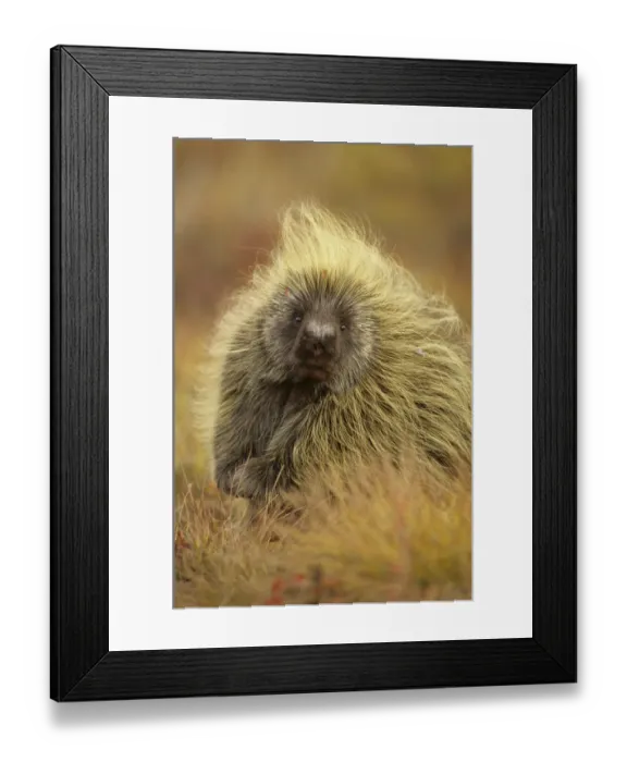 Framed Print : Porcupine (Erethizon dorsatum) on tundra. North Slope, Alaska, USA. September Framed Print : Porcupine (Erethizon dorsatum) on tundra. North Slope, Alaska, USA. September