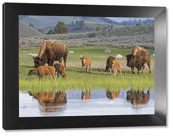 American Buffalo or Bison (Bison bison) groups with calves, Yellowstone National Park