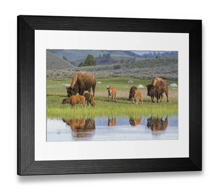 Framed Print : American Buffalo or Bison (Bison bison) groups with calves, Yellowstone National Park Framed Print : American Buffalo or Bison (Bison bison) groups with calves, Yellowstone National Park