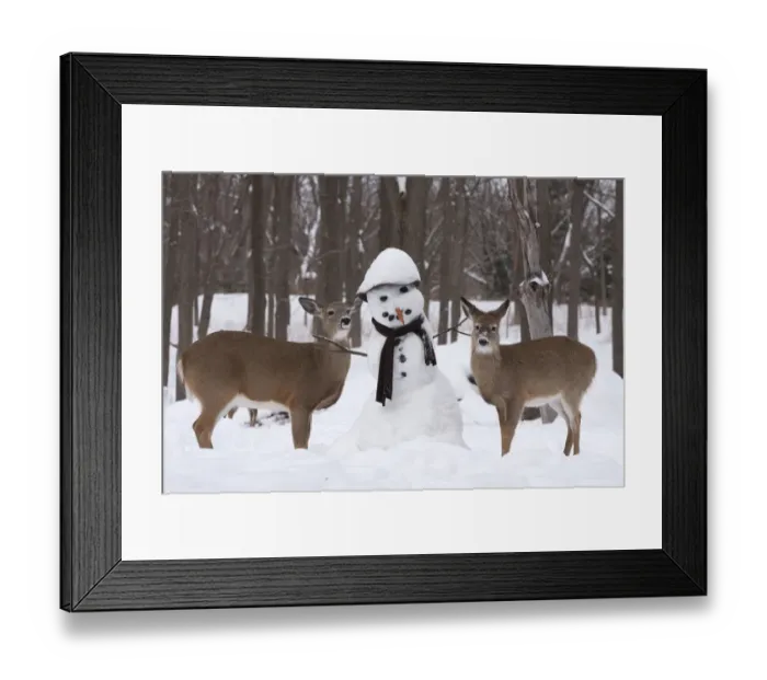 Framed Print : Male and female White-tailed deer (Odocoileus virginianus) with snowman, New York, USA Framed Print : Male and female White-tailed deer (Odocoileus virginianus) with snowman, New York, USA