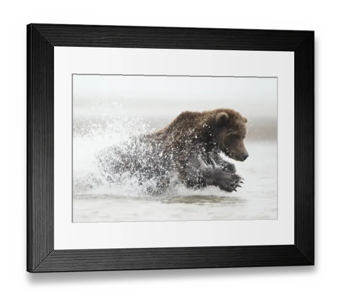 Framed Print : Coastal brown bear (Ursus arctos) fishing, Lake Clarke National Park, Alaska, September Framed Print : Coastal brown bear (Ursus arctos) fishing, Lake Clarke National Park, Alaska, September
