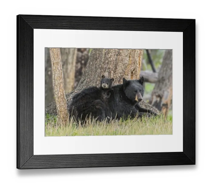 Framed Print : Black bear (Ursus americanus) mother with cub. Yellowstone National Park, Wyoming Framed Print : Black bear (Ursus americanus) mother with cub. Yellowstone National Park, Wyoming