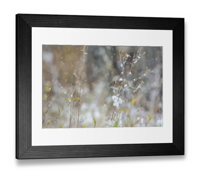 Framed Print : Least chipmunk (Tamias minimus) in snowfall, Grand Teton National Park, Wyoming, USA Framed Print : Least chipmunk (Tamias minimus) in snowfall, Grand Teton National Park, Wyoming, USA