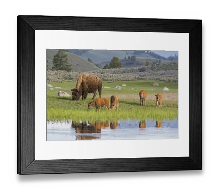 Framed Print : American buffalo (Bison bison) with group of calves, Yellowstone National Park, Wyoming, USA Framed Print : American buffalo (Bison bison) with group of calves, Yellowstone National Park, Wyoming, USA