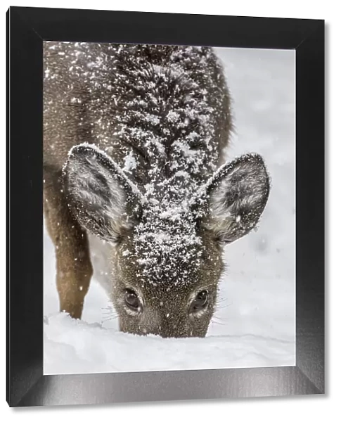 White-tailed deer (Odocoileus virginianus) female grazing in snow, Acadia National Park