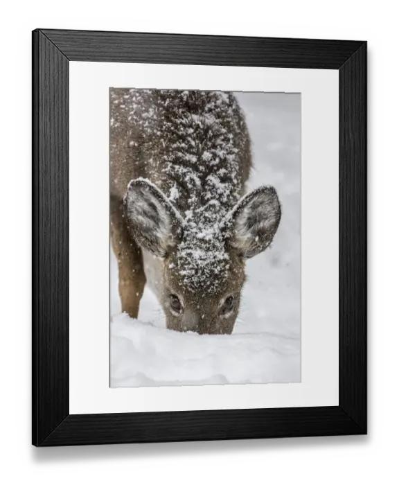 Framed Print : White-tailed deer (Odocoileus virginianus) female grazing in snow, Acadia National Park Framed Print : White-tailed deer (Odocoileus virginianus) female grazing in snow, Acadia National Park