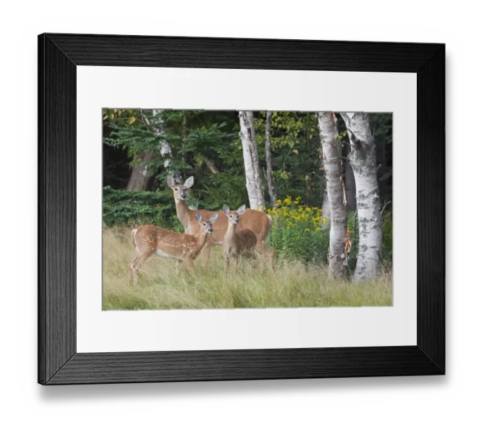 Framed Print : White-tailed deer (Odocoileus virginianus) mother with fawn. Acadia National Park Framed Print : White-tailed deer (Odocoileus virginianus) mother with fawn. Acadia National Park