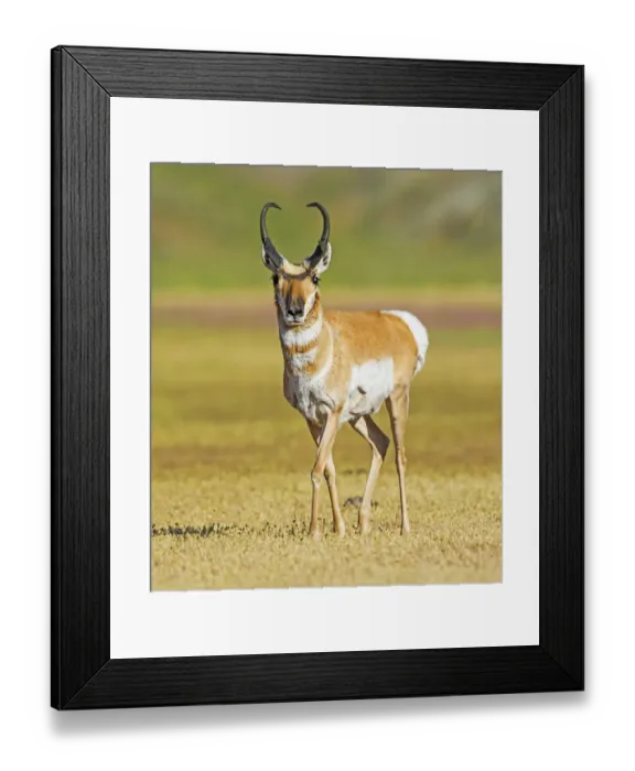 Framed Print : Pronghorn (Antilocapra americana) male, Yellowstone National Park, Wyoming, USA, June Framed Print : Pronghorn (Antilocapra americana) male, Yellowstone National Park, Wyoming, USA, June