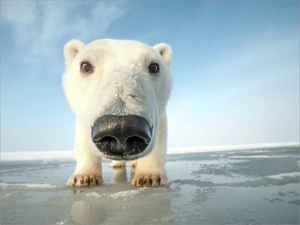 Polar bear (Ursus maritimus) curious young bear approaching camera, over newly forming