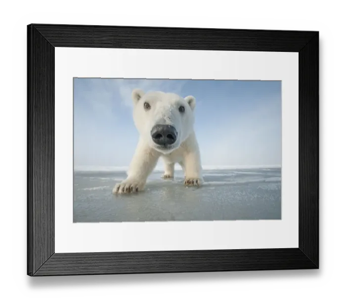 Framed Print : Polar bear (Ursus maritimus) curious young bear approaches over newly forming pack Framed Print : Polar bear (Ursus maritimus) curious young bear approaches over newly forming pack