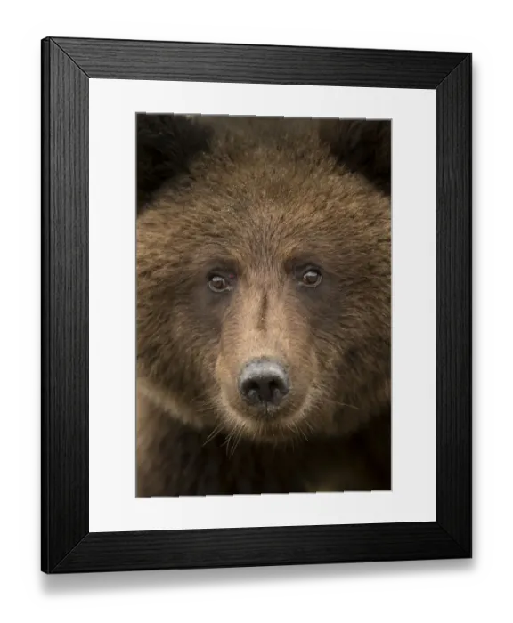 Framed Print : Coastal brown bear (Ursus arctos), Lake Clarke National Park, Alaska, September Framed Print : Coastal brown bear (Ursus arctos), Lake Clarke National Park, Alaska, September