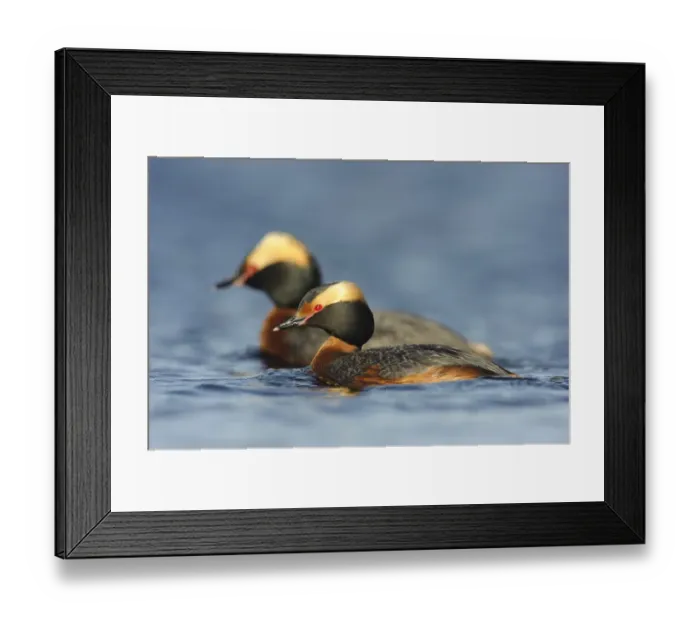 Framed Print : Pair of Horned Grebes (Podiceps auritus) in breeding plumage, on water, Southeast Alberta, Canada Framed Print : Pair of Horned Grebes (Podiceps auritus) in breeding plumage, on water, Southeast Alberta, Canada