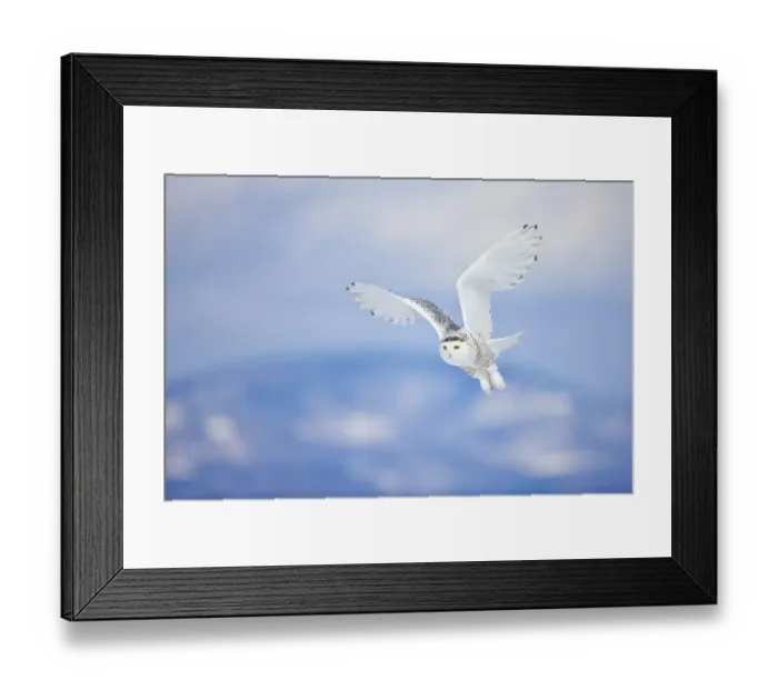 Framed Print : Snowy Owl (Bubo scandiacus) in flight over snow, St. Lawrence River Delta, Quebec, Canada Framed Print : Snowy Owl (Bubo scandiacus) in flight over snow, St. Lawrence River Delta, Quebec, Canada