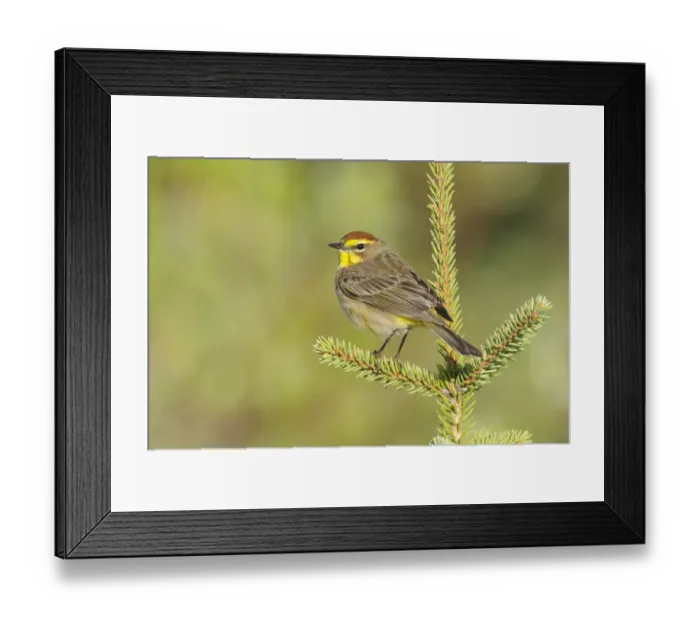 Framed Print : Palm Warbler (Dendroica palmarum) male perched on pine, in breeding plumage (western subspecies D Framed Print : Palm Warbler (Dendroica palmarum) male perched on pine, in breeding plumage (western subspecies D
