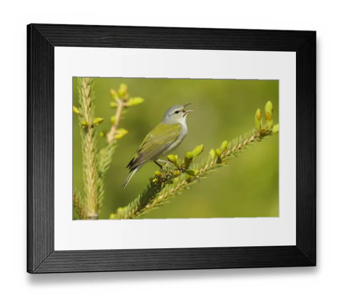 Framed Print : Tennessee Warbler (Vermivora peregrina) male perched in a pine tree branch, singing in spring Framed Print : Tennessee Warbler (Vermivora peregrina) male perched in a pine tree branch, singing in spring