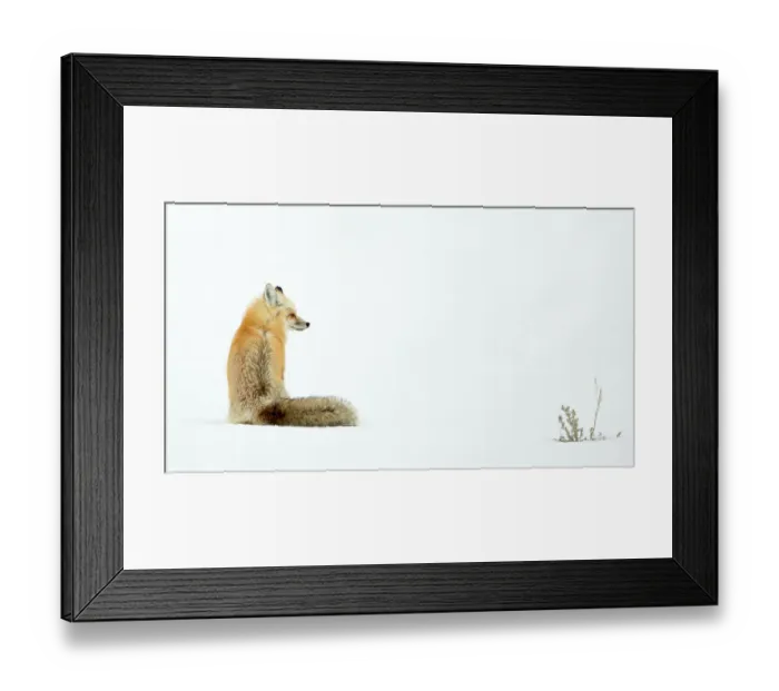 Framed Print : Red fox (Vulpes vulpes) resting and sitting on snow, Yellowstone National Park, USA, February