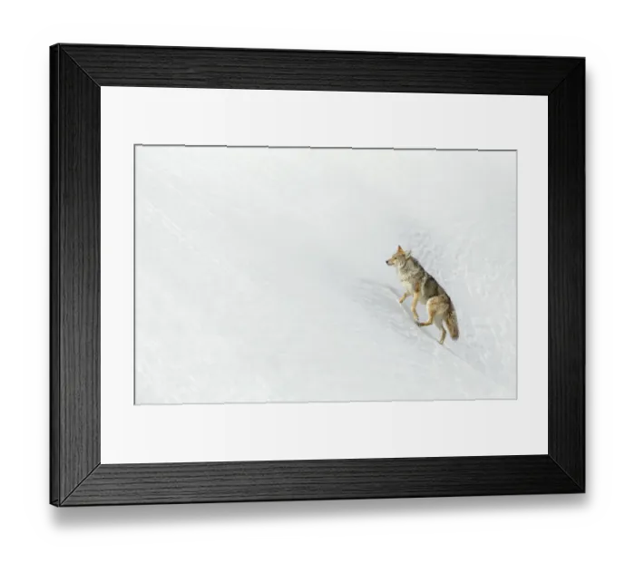 Framed Print : RF - Coyote (Canis latrans) in snow, Yellowstone. February Framed Print : RF - Coyote (Canis latrans) in snow, Yellowstone. February