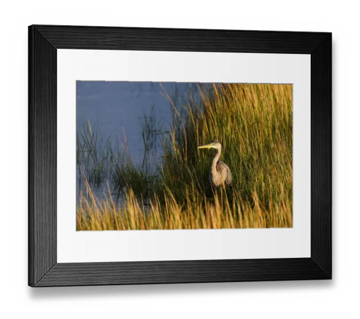 Framed Print : Great blue heron (Ardea herodias) in marsh, Prince Edward Island National Park, Canada Framed Print : Great blue heron (Ardea herodias) in marsh, Prince Edward Island National Park, Canada