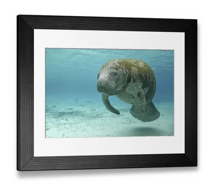 Framed Print : Florida manatee (Trichechus manatus latirostrus), Three Sisters Springs, Crystal River Framed Print : Florida manatee (Trichechus manatus latirostrus), Three Sisters Springs, Crystal River
