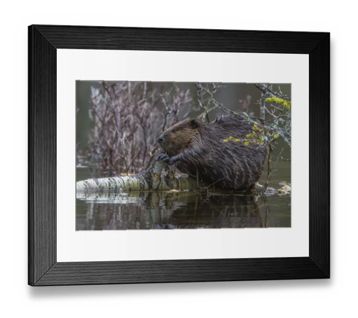 Framed Print : North American beaver (Castor canadensis) eating a fallen Paper Birch tree (Betula papyrifera) Framed Print : North American beaver (Castor canadensis) eating a fallen Paper Birch tree (Betula papyrifera)