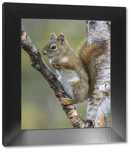 American Red Squirrel (Tamiasciurus hudsonicus). Resting on birch tree. Acadia National Park