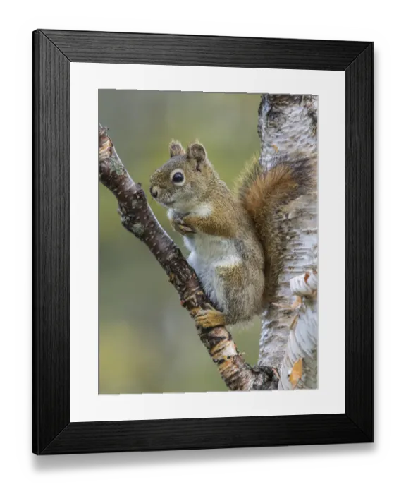Framed Print : American Red Squirrel (Tamiasciurus hudsonicus). Resting on birch tree. Acadia National Park Framed Print : American Red Squirrel (Tamiasciurus hudsonicus). Resting on birch tree. Acadia National Park