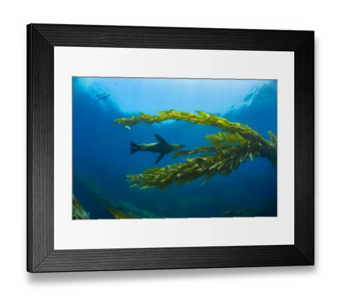 Framed Print : California sea lions (Zalophus californianus) playing in a kelp forest off Santa Barbara Island Framed Print : California sea lions (Zalophus californianus) playing in a kelp forest off Santa Barbara Island