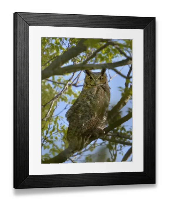 Framed Print : Great horned owl (Bubo virginianus) Pointe Pelee, Ontario, Canada May Framed Print : Great horned owl (Bubo virginianus) Pointe Pelee, Ontario, Canada May