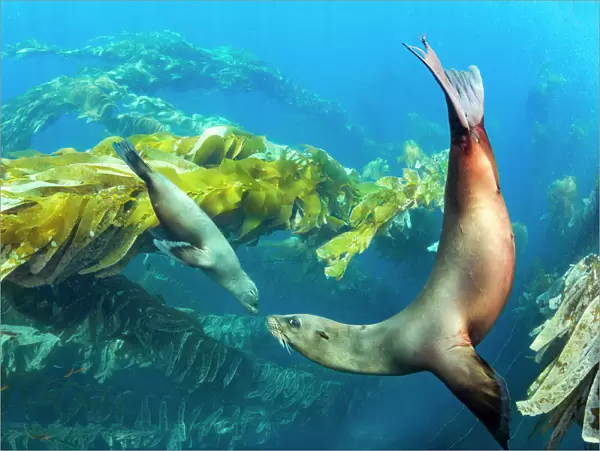 California sea lions (Zalophus californianus) playing in a kelp forest off Santa Barbara Island