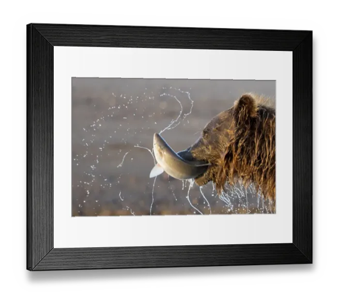 Framed Print : Grizzly Bear (Ursus arctos) eating a fish, Lake Clarke National Park, Alaska, August Framed Print : Grizzly Bear (Ursus arctos) eating a fish, Lake Clarke National Park, Alaska, August